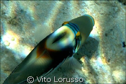 Fishs by Vito Lorusso 